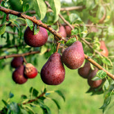 Pyrus communis William's red - Birnbaum William's rot - Birnbäume