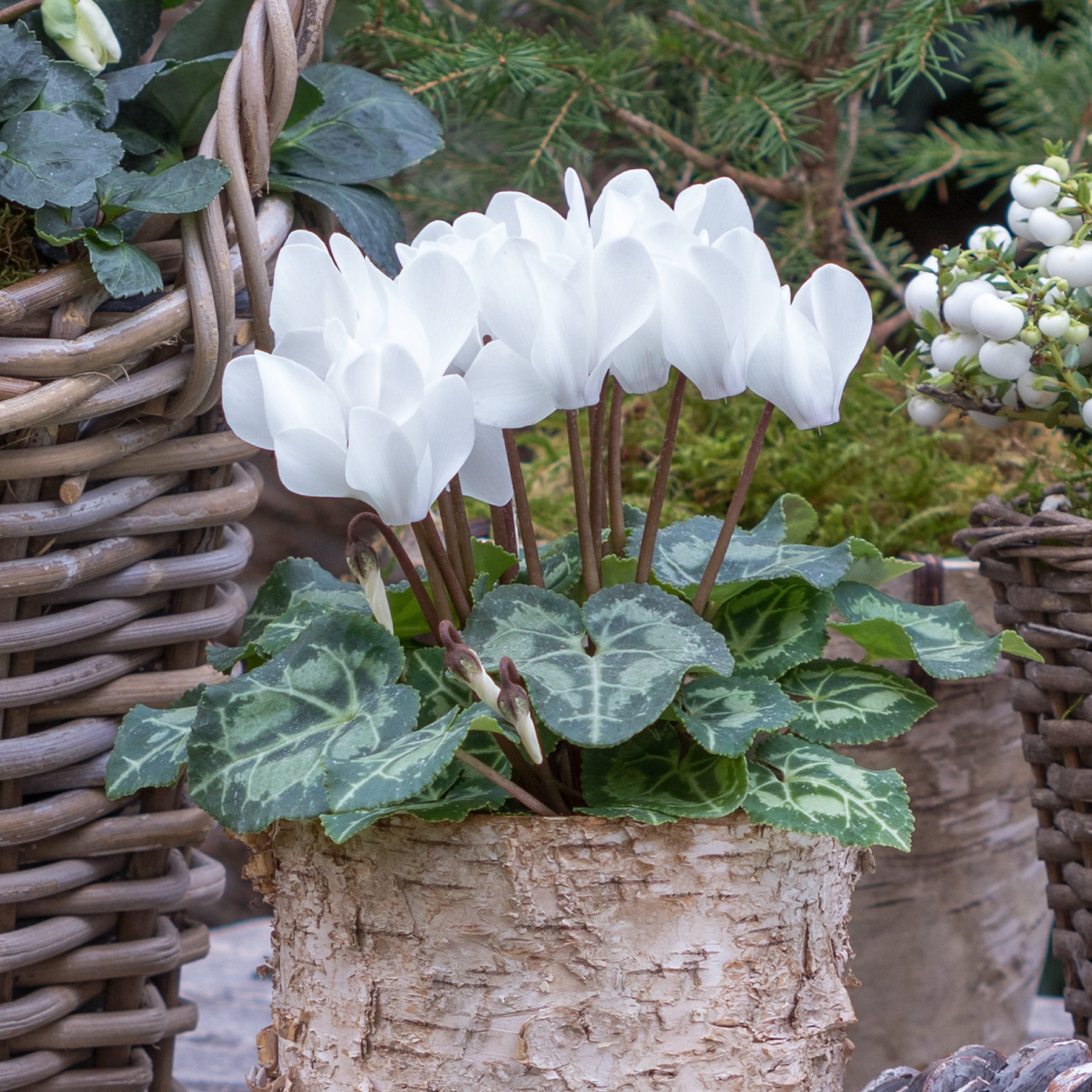 Alpenveilchen weiß (x3) - Cyclamen super série - Willemse