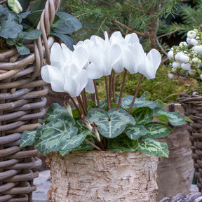 Alpenveilchen weiß (x3) - Cyclamen super série - Willemse