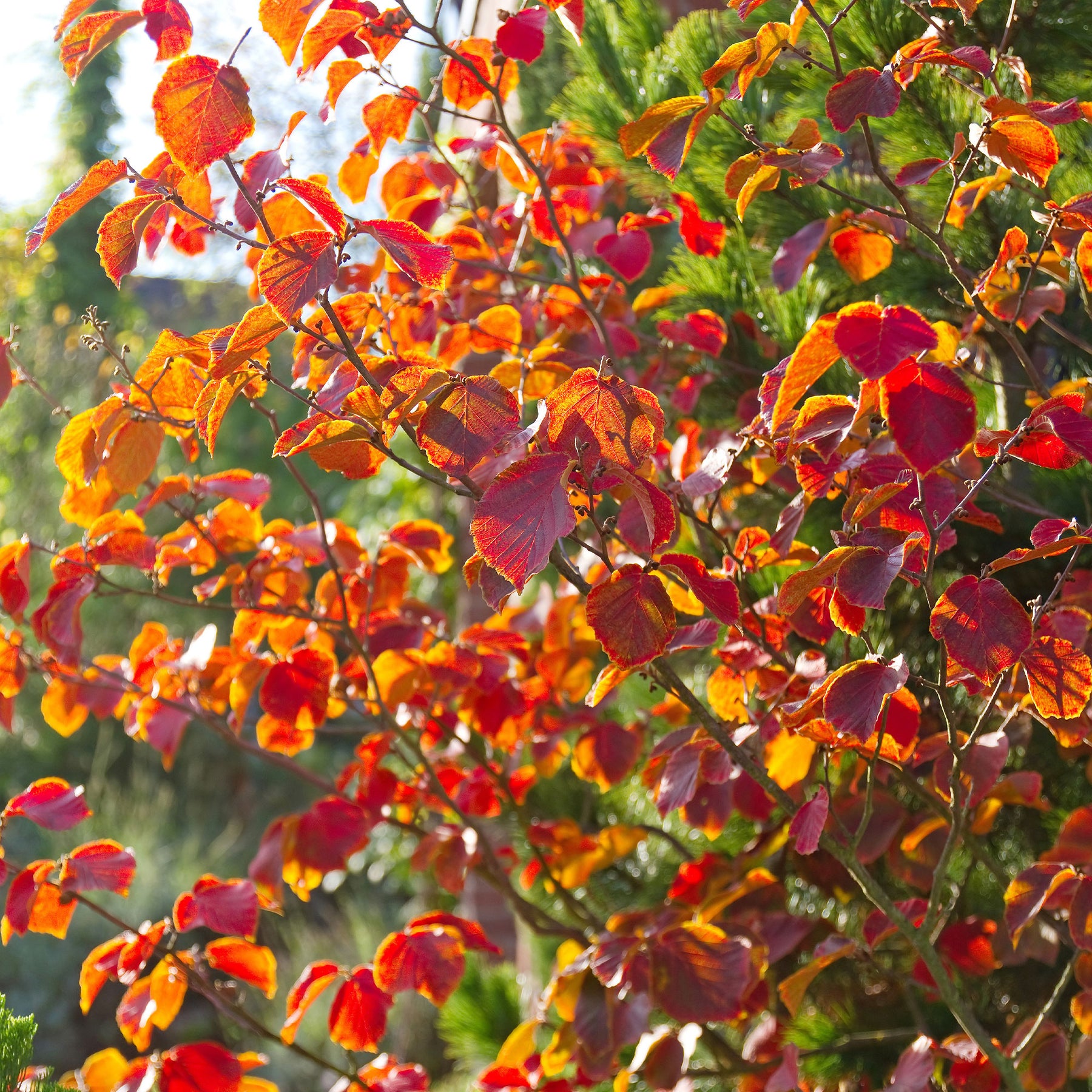Verkauf Chinesische Zaubernuss - Hamamelis mollis