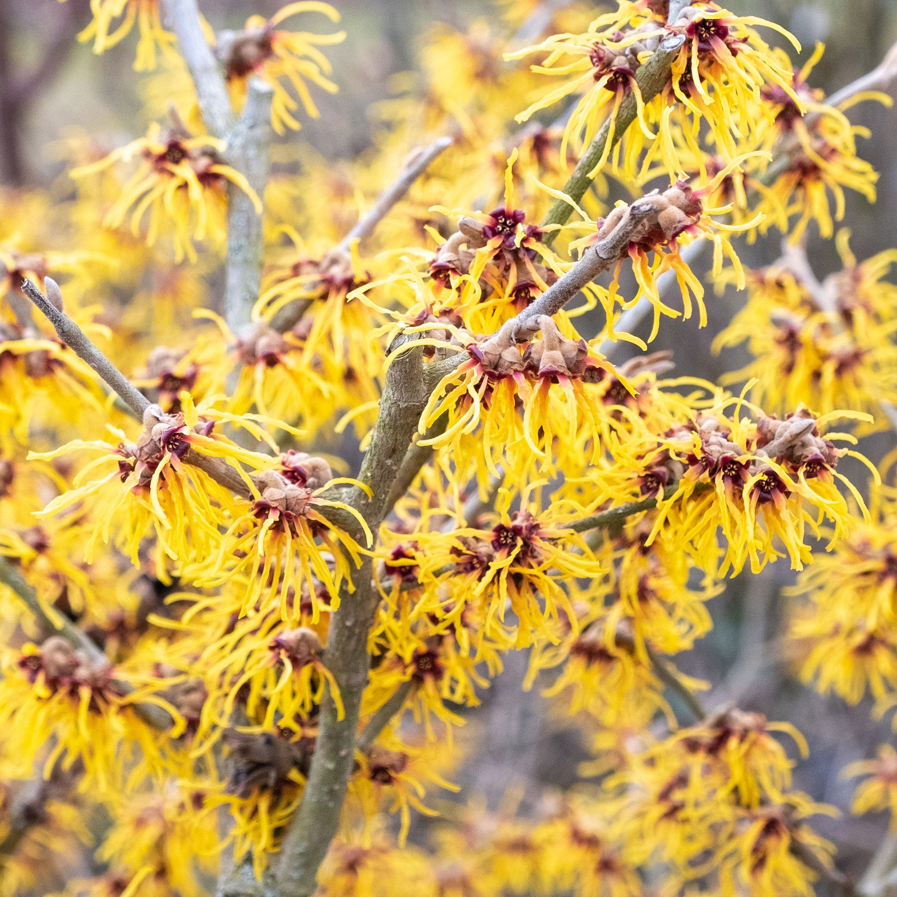 Chinesische Zaubernuss - Blühende Sträucher - Willemse