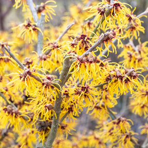 Chinesische Zaubernuss - Blühende Sträucher - Willemse