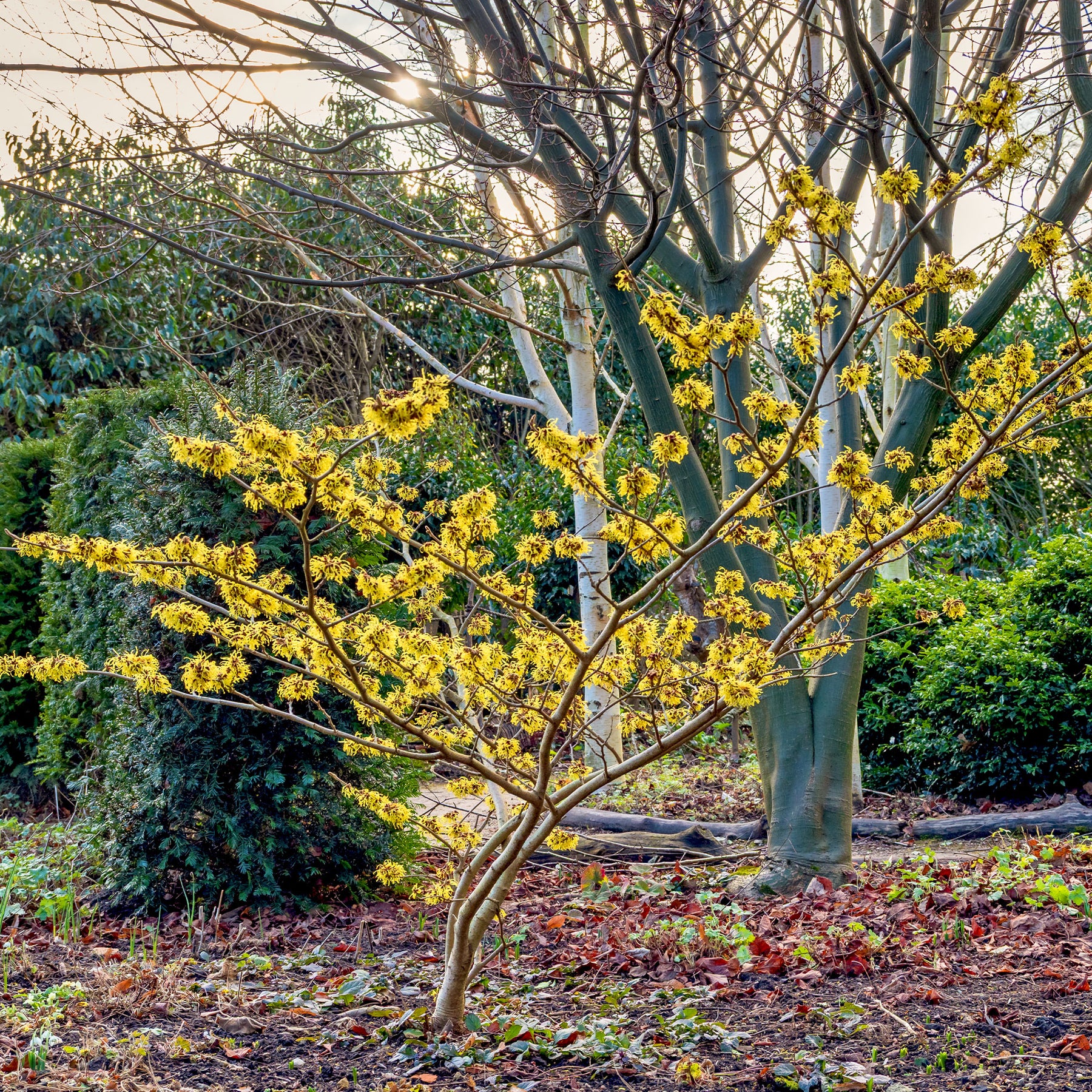 Hamamelis mollis - Chinesische Zaubernuss - Blühende Sträucher