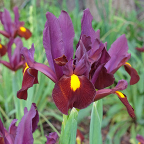 Iris hollandica Red Ember - Holländische Schwertlilie (x20) - Iris-Zwiebeln