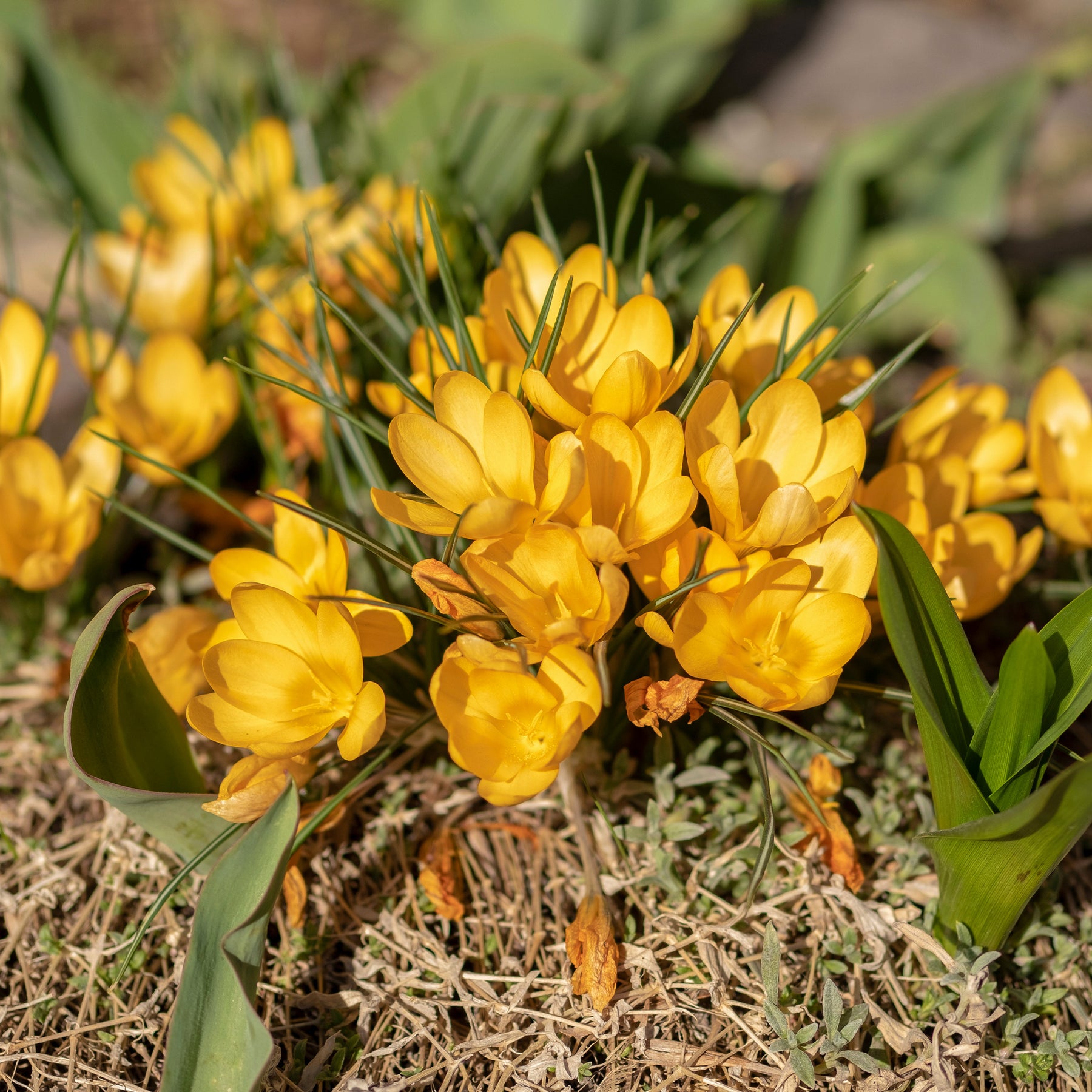 Krokusse Gelbe Riesen (x15) - Willemse