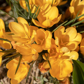 Krokusse Gelbe Riesen (x15) - Crocus vernus yellow Mammoth - Willemse