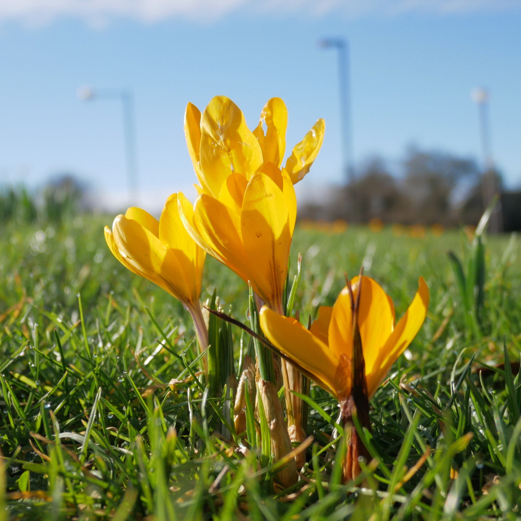Crocus vernus yellow Mammoth - Krokusse Gelbe Riesen (x15) - Krokus-Zwiebeln