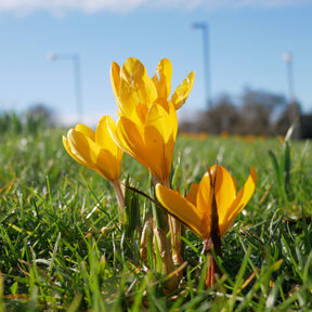 Crocus vernus yellow Mammoth - Krokusse Gelbe Riesen (x15) - Krokus-Zwiebeln