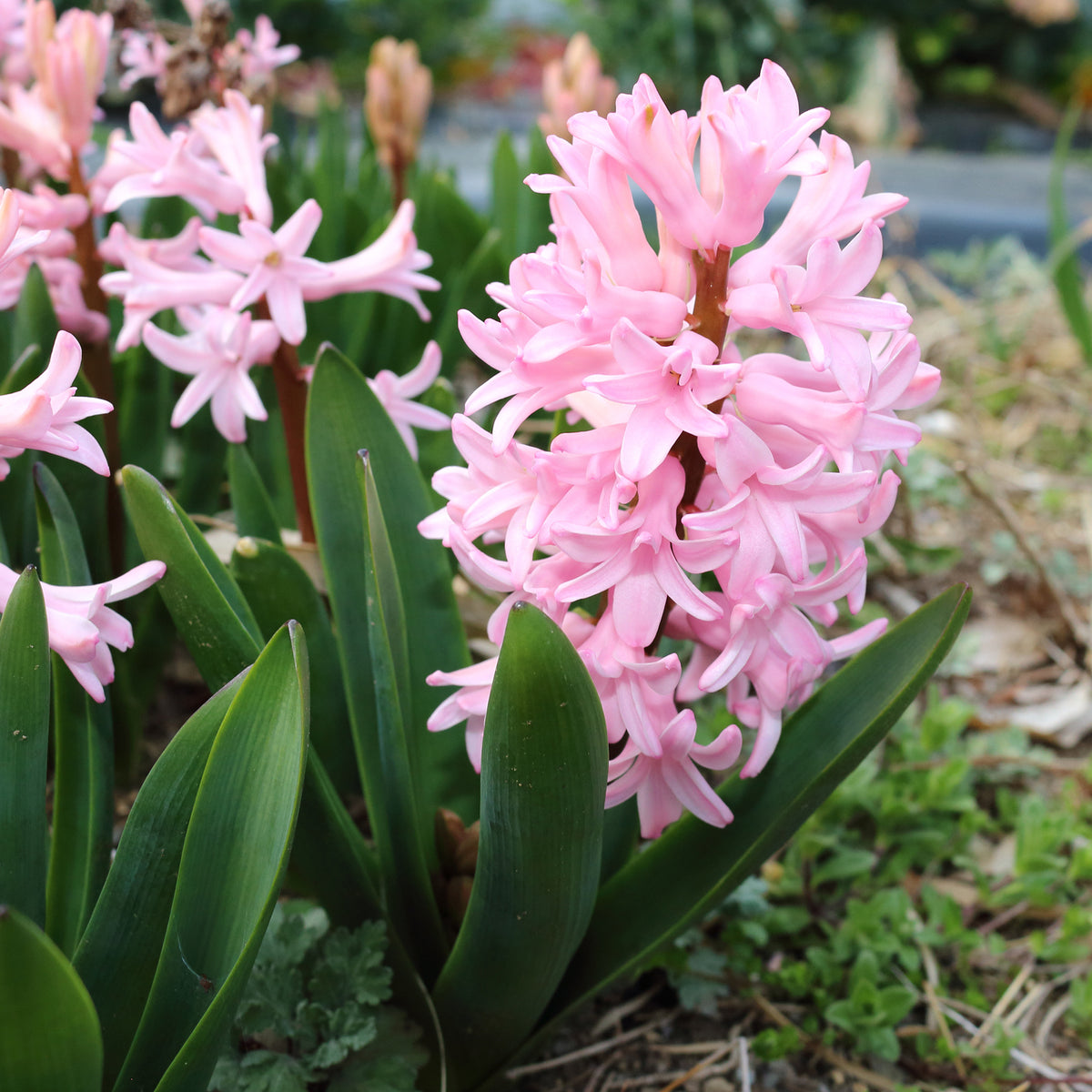 Hyazinthen rosa (x3) - Hyacinthus orientalis - Willemse