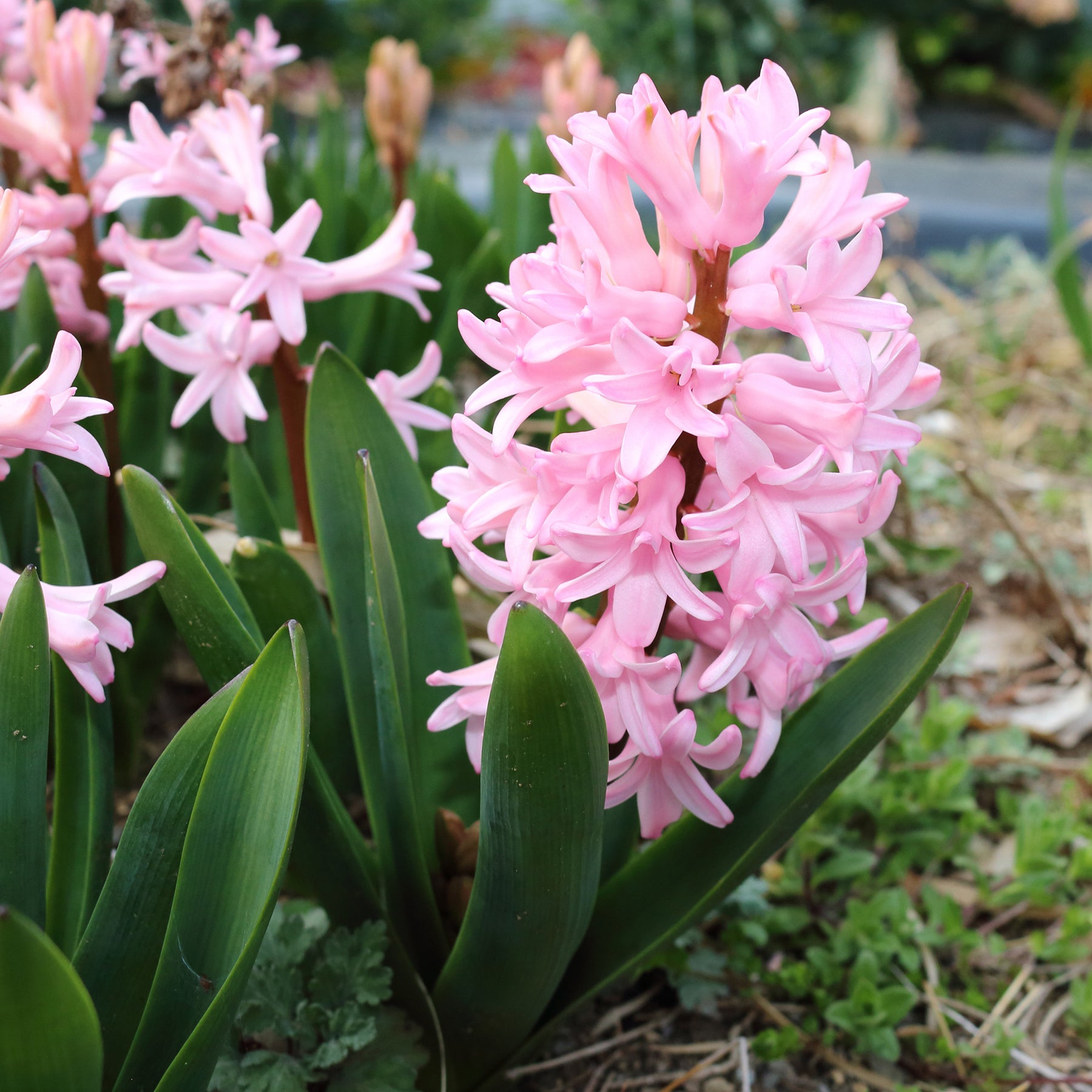 Hyazinthen rosa (x3) - Hyacinthus orientalis - Willemse
