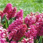 Rote Hyazinthen (x3) - Hyacinthus orientalis - Willemse