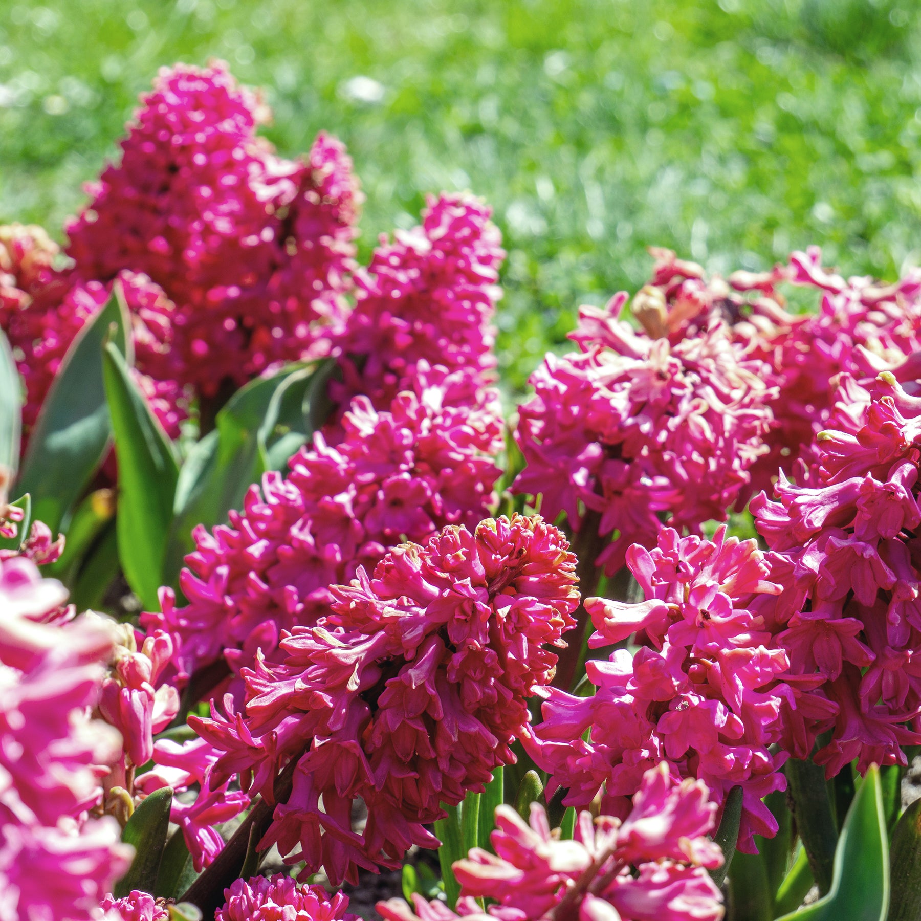Rote Hyazinthen (x3) - Hyacinthus orientalis - Willemse