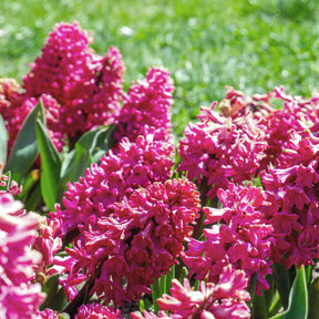 Rote Hyazinthen (x3) - Hyacinthus orientalis - Willemse