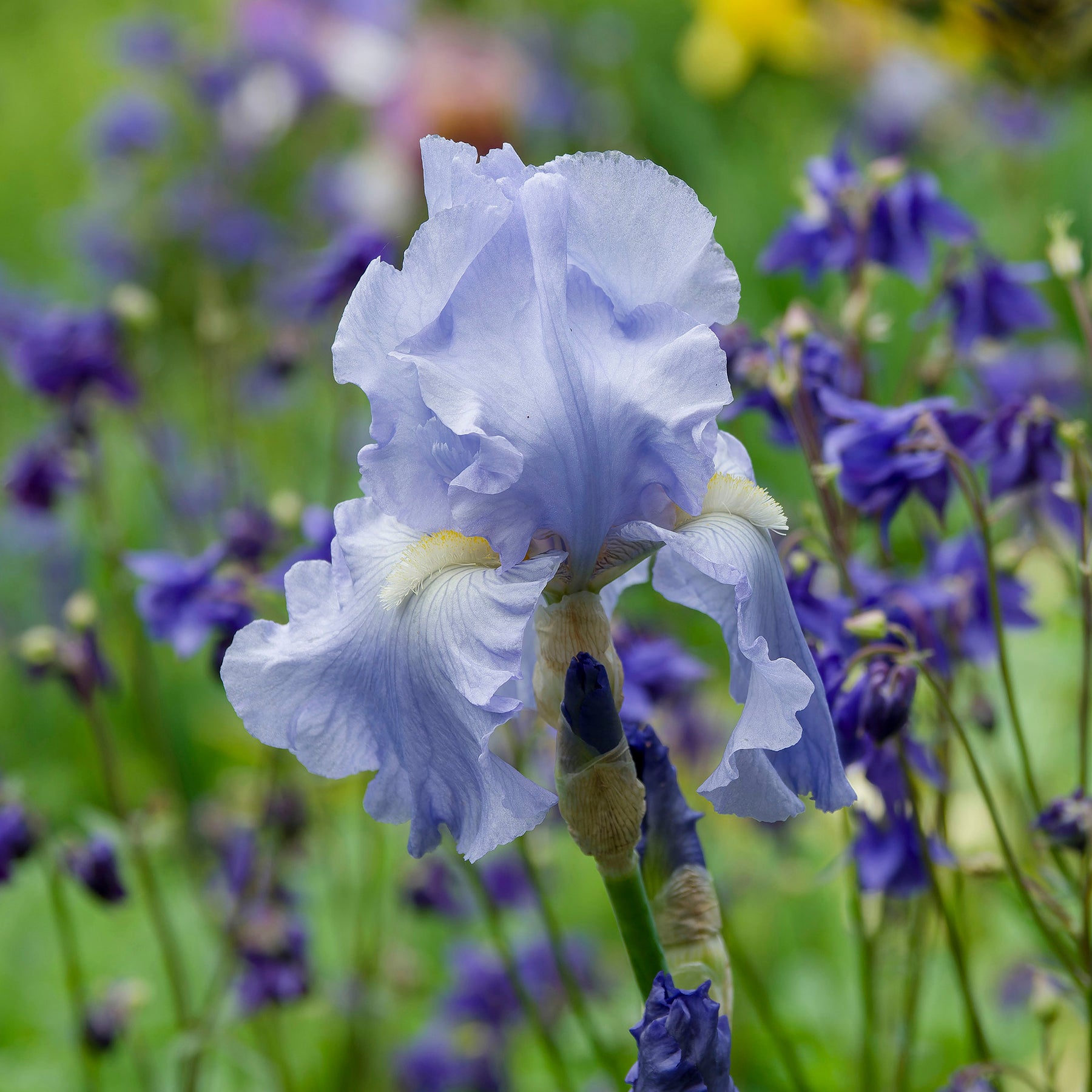 Verkauf Deutsche Schwertlilie Lovely again (x3)