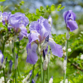 Deutsche Schwertlilie Lovely again (x3) - Willemse