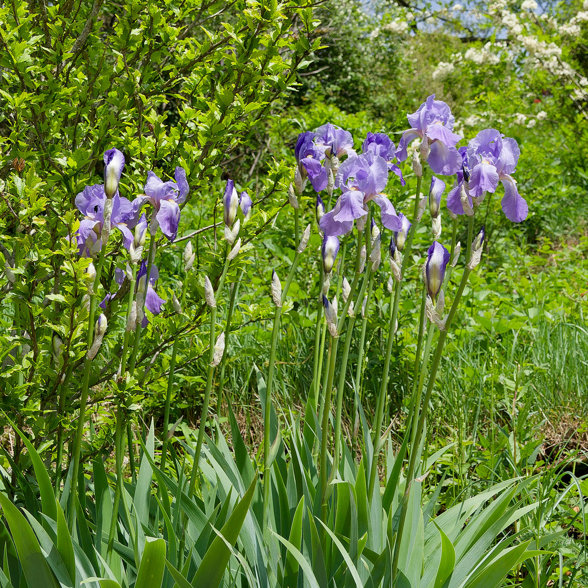 Deutsche Schwertlilie Lovely again (x3) - Iris germanica lovely again - Willemse