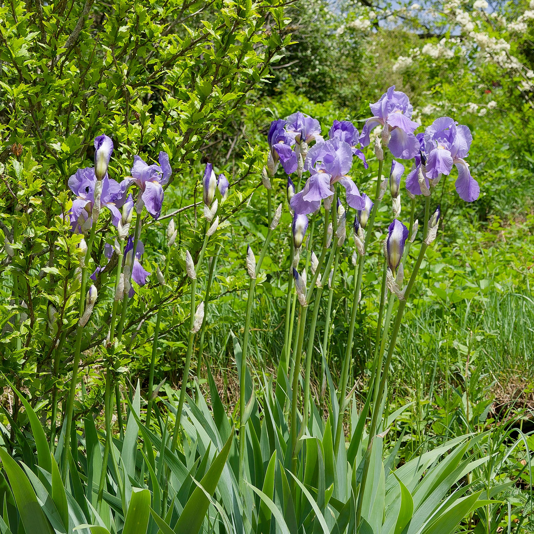 Deutsche Schwertlilie Lovely again (x3) - Iris germanica lovely again - Willemse