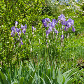 Deutsche Schwertlilie Lovely again (x3) - Iris germanica lovely again - Willemse