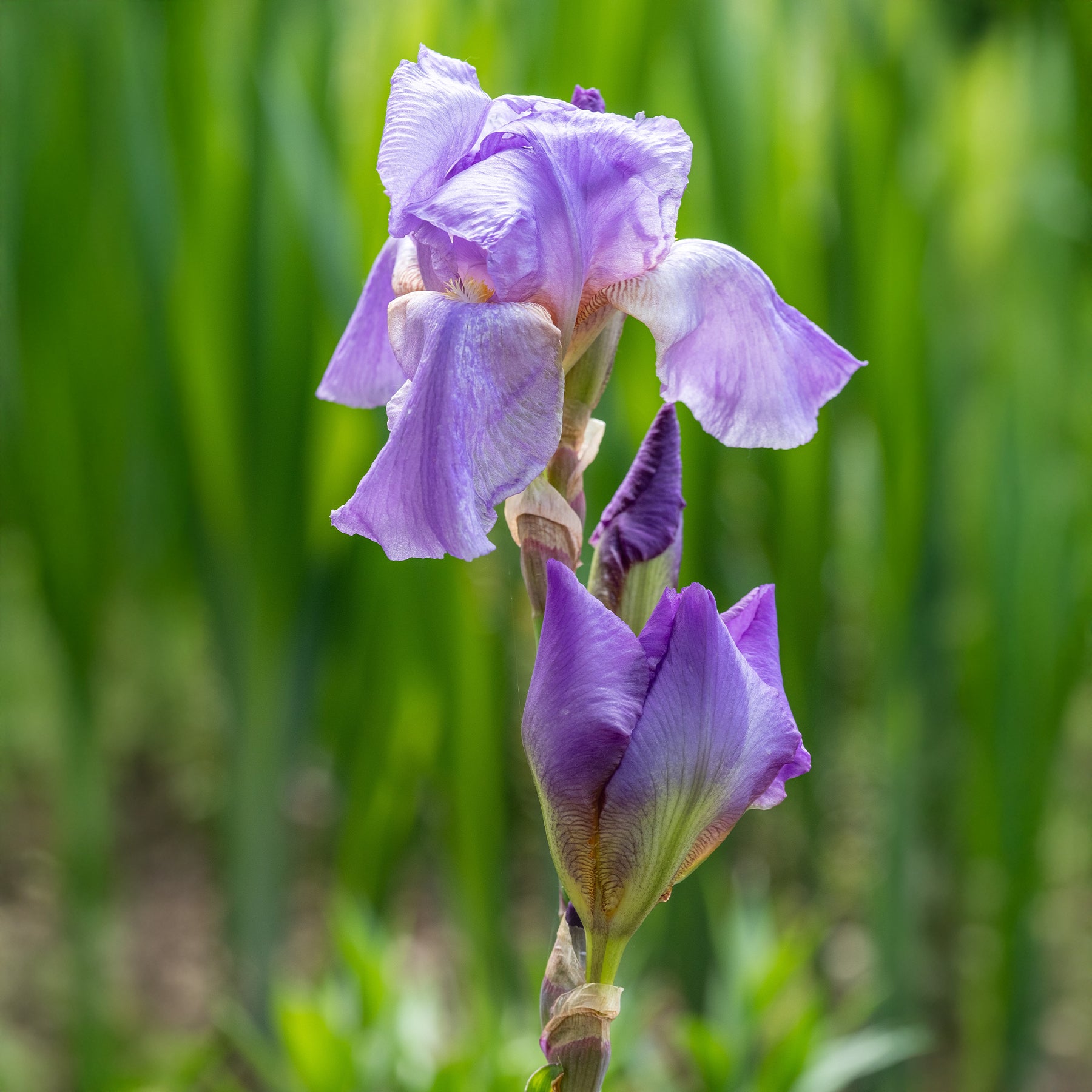 Iris germanica lovely again - Deutsche Schwertlilie Lovely again (x3) - Iris germanica - Deutsche Schwertlilie