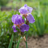 Iris germanica - Deutsche Schwertlilie - Deutsche Schwertlilie Lovely again (x3) - Iris germanica lovely again