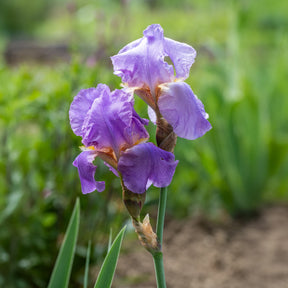Bart-Iris Kollektion ‘Autumn Encore’ & ‘Lovely Again’ (x6)