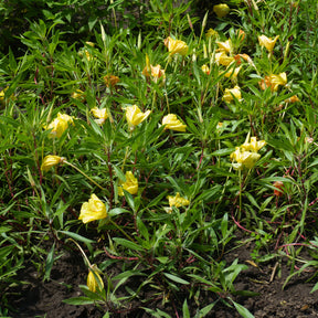 Nachtkerzen (x2) - Oenothera macrocarpa (missouriensis) - Willemse
