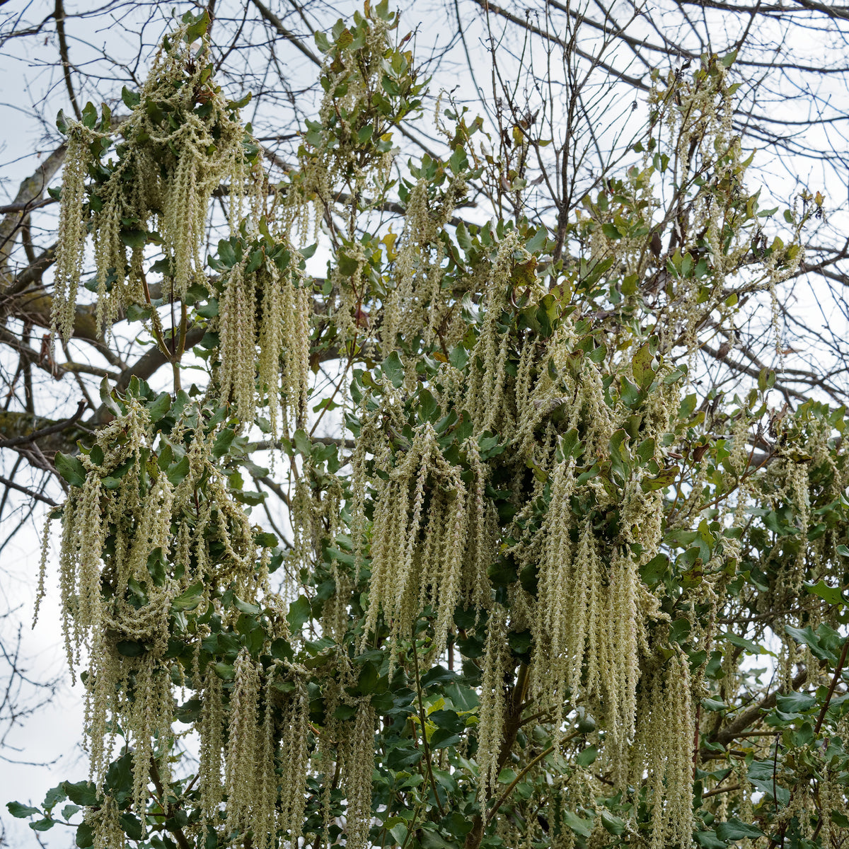 Balkonblumen - Garrya - Garrya elliptica