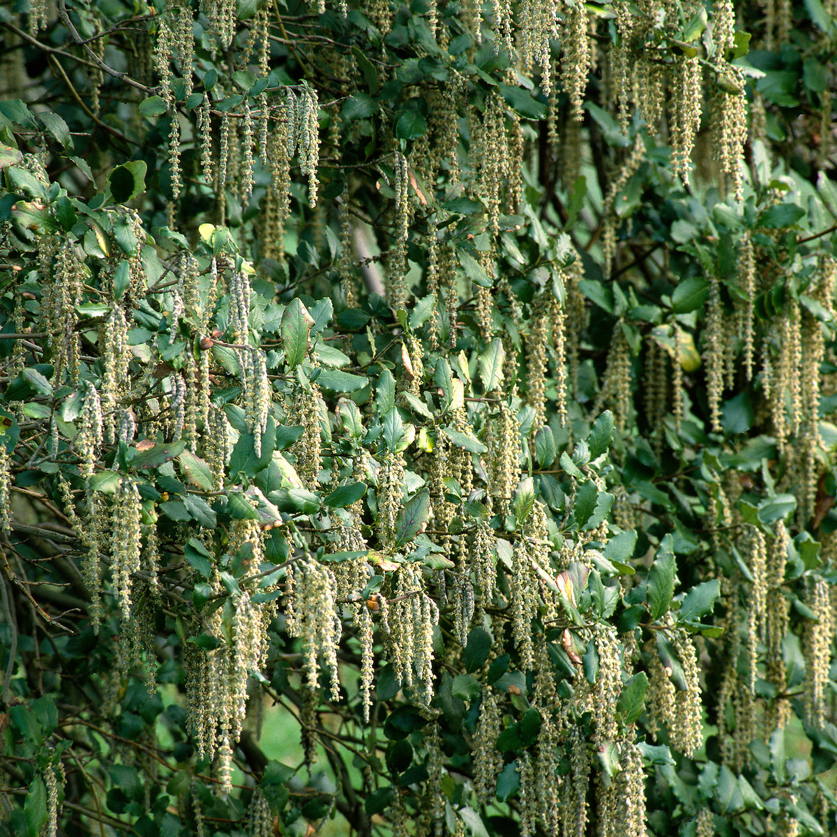 Verkauf Garrya - Garrya elliptica