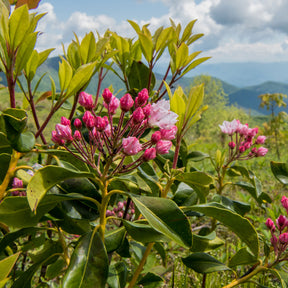 Verkauf Berg-Lorbeer - Kalmia latifolia