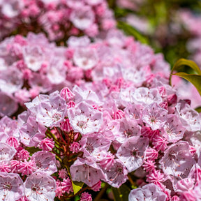 Berg-Lorbeer - Kalmia latifolia - Willemse
