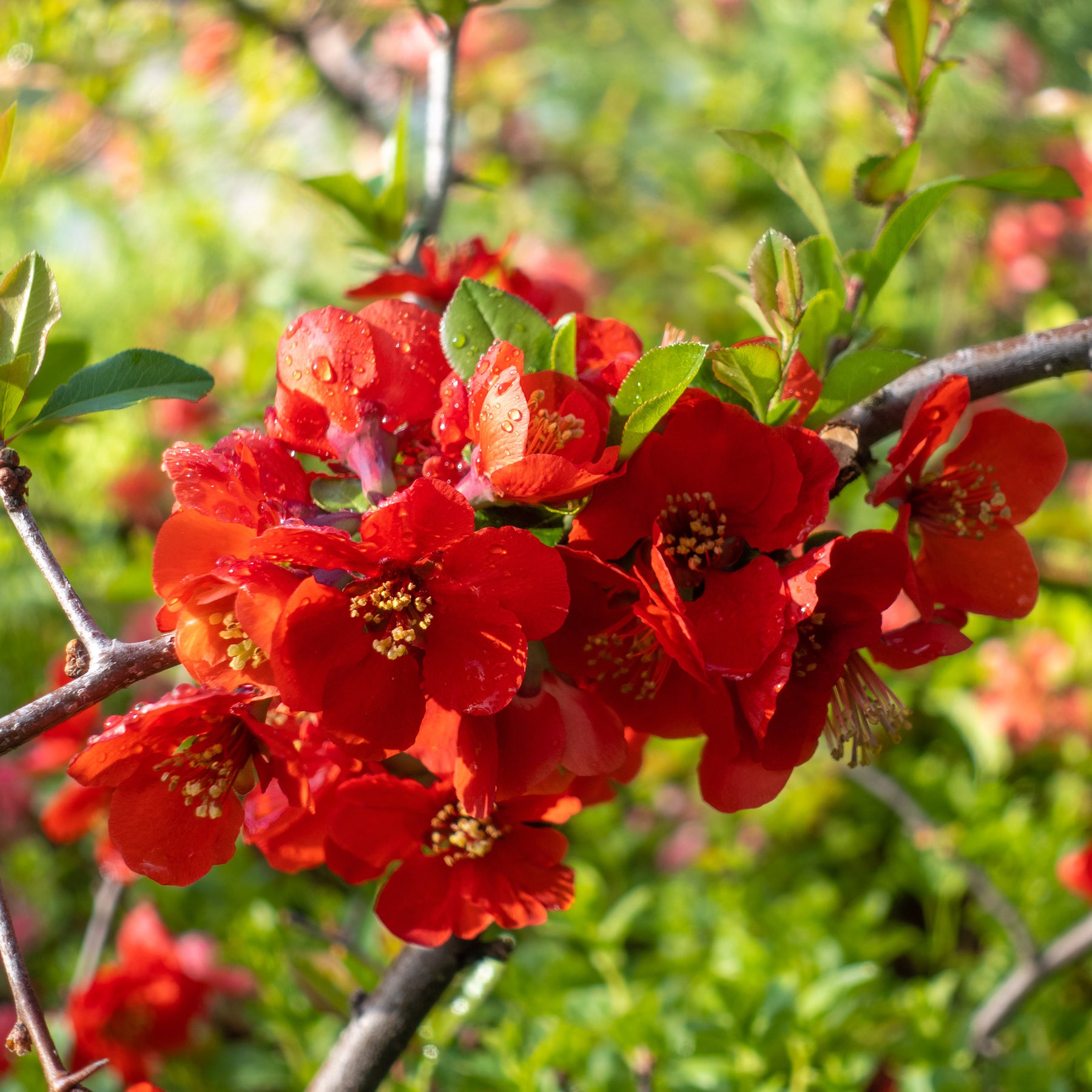 Zierquitte Texas Red - Chaenomeles speciosa Texas red - Willemse