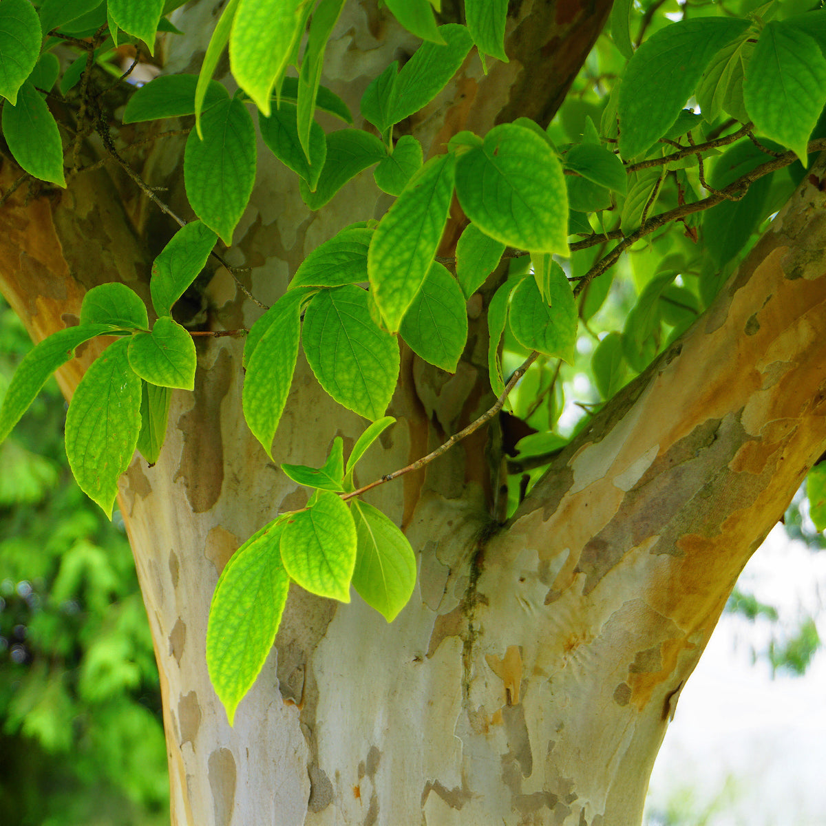 Verkauf Japanische Scheinkamelie - Stewartia pseudocamellia