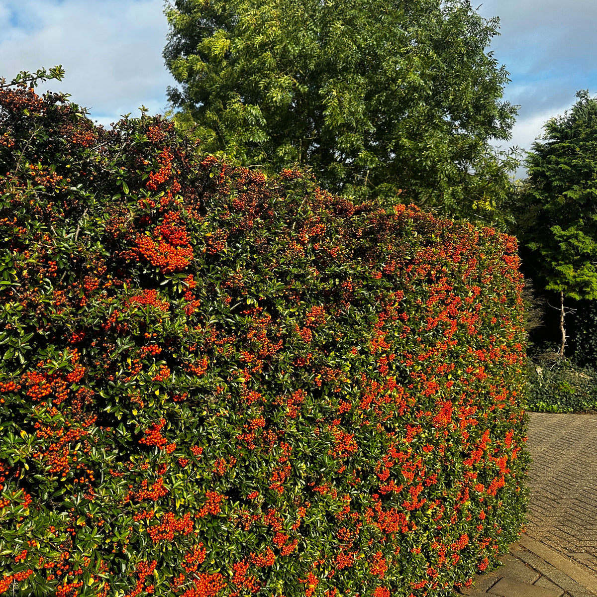 Feuerdorn ‘Saphyr Rouge’ (x3) - Pyracantha coccinea Saphyr Rouge - Willemse