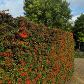 Feuerdorn ‘Saphyr Rouge’ (x3) - Pyracantha coccinea Saphyr Rouge - Willemse