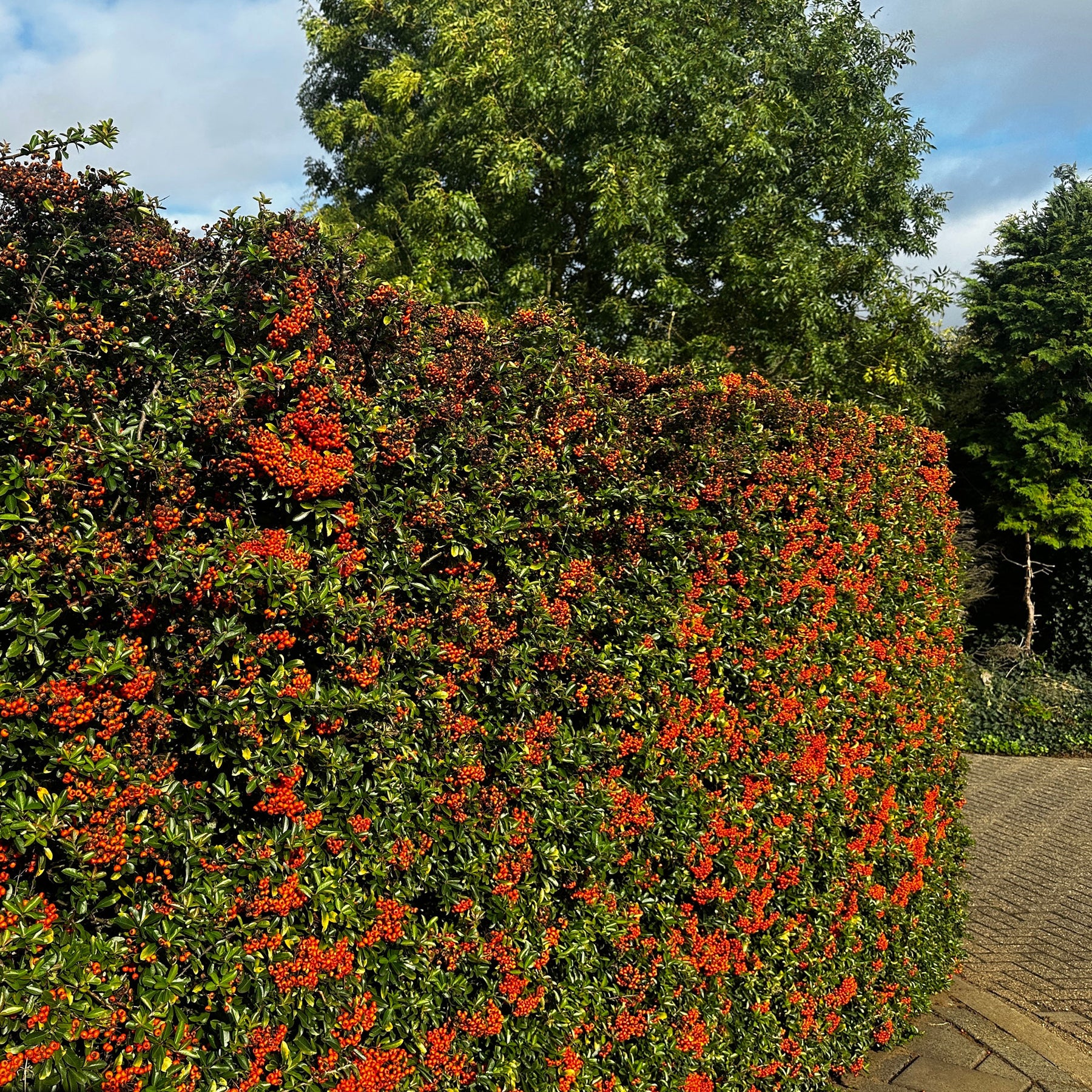Feuerdorn ‘Saphyr Rouge’ (x3) - Pyracantha coccinea Saphyr Rouge - Willemse