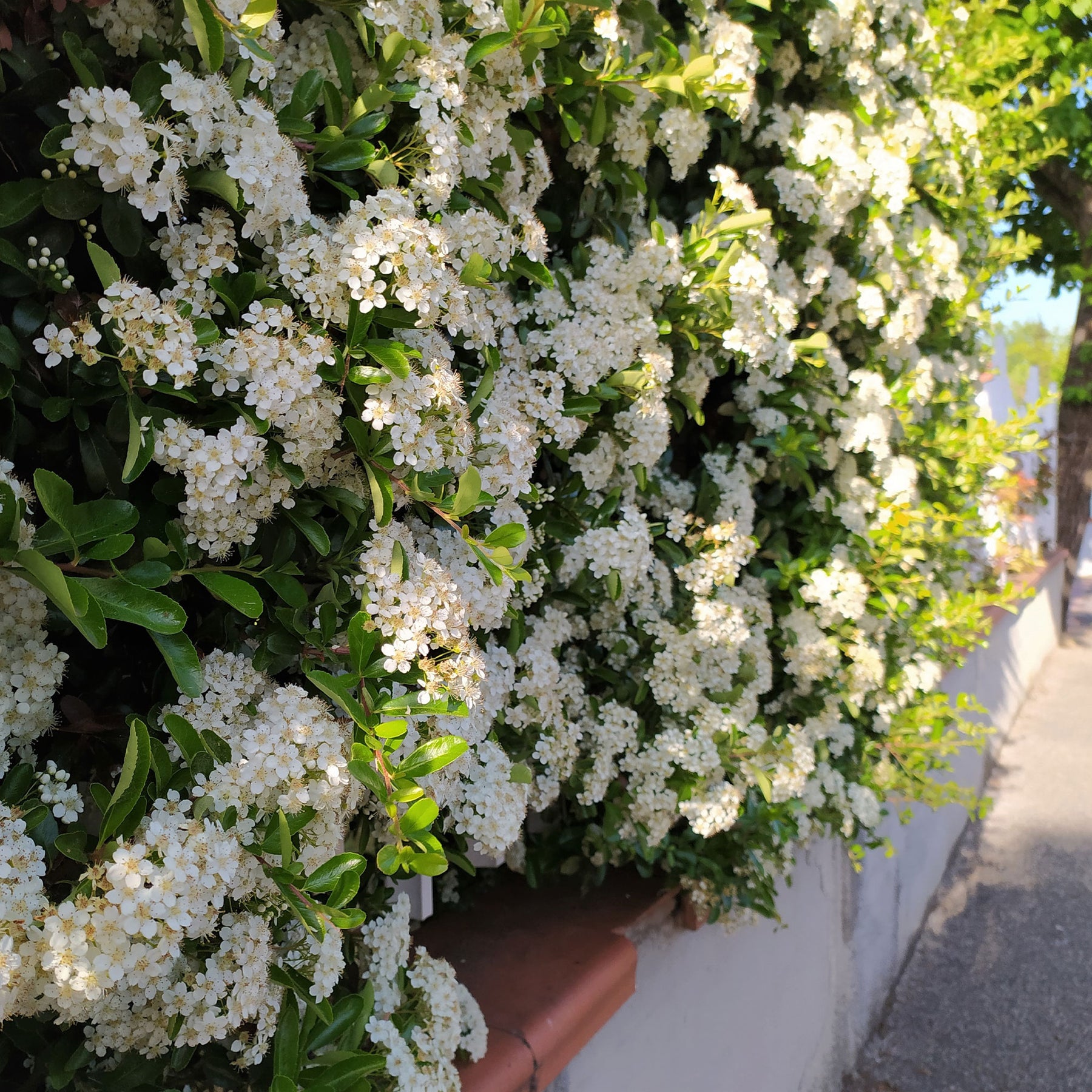 Pyracantha coccinea Saphyr Rouge - Feuerdorn ‘Saphyr Rouge’ (x3) - Immergrüne Pflanzen