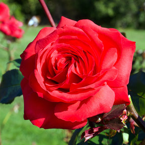 Rosa mr lincoln - Strauchrose Mr. Lincoln - Duftrosen