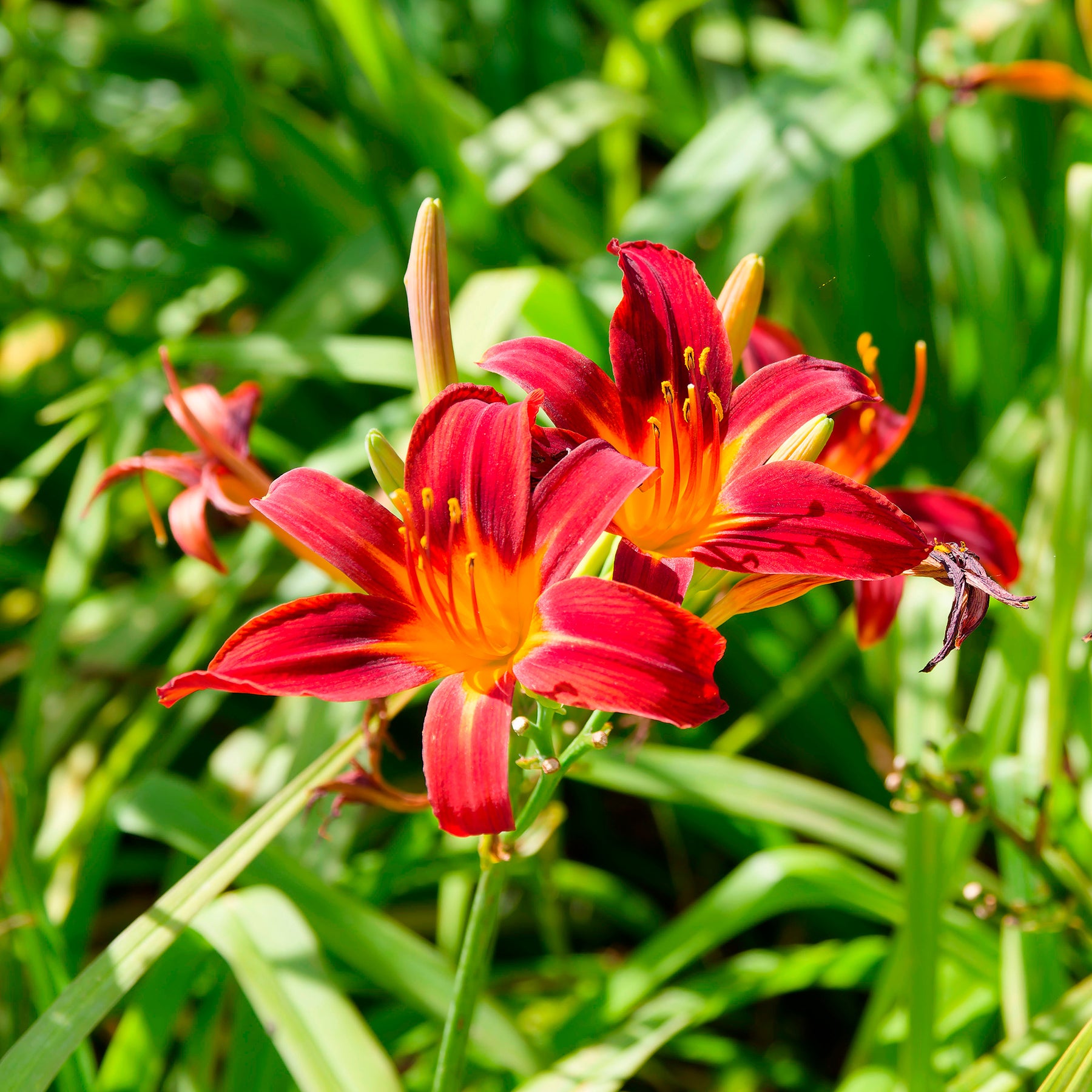Taglilien ‘Crimson Pirate’ (x3) - Willemse