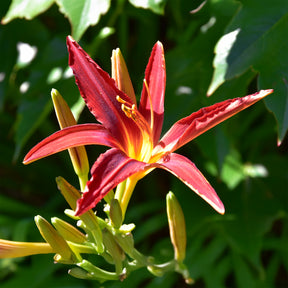 Taglilien ‘Crimson Pirate’ (x3) - Hemerocallis Crimson Pirate - Willemse