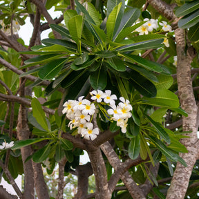 Verkauf Frangipani - Plumeria alba