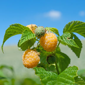 Rubus idaeus Fallgold - Himbeeren Fallgold - Himbeeren