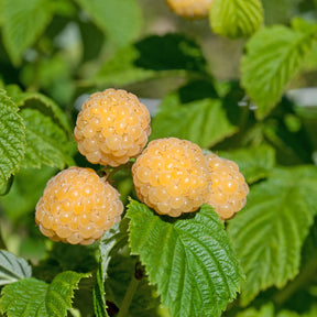 Verkauf Himbeeren Fallgold - Rubus idaeus Fallgold