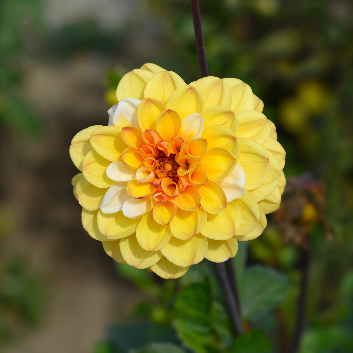 Pompon-Dahlie Double Jill (x3) - Dahlia double jill - Willemse