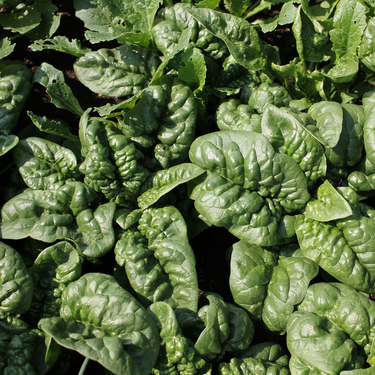 Spinat Lagos HF1 - Spinacia oleracea  lagos hf1 (obt. clause) (30 g) - Willemse