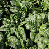 Spinat Lagos HF1 - Spinacia oleracea  lagos hf1 (obt. clause) (30 g) - Willemse