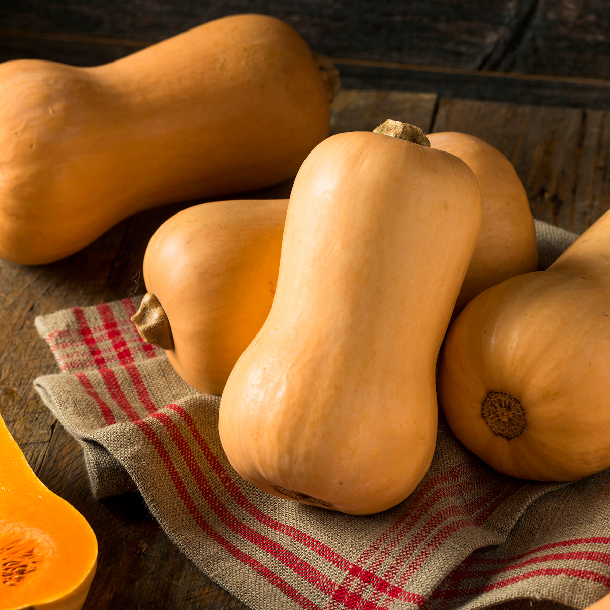 Butternut-Kürbis ‘Hercules’ F1
