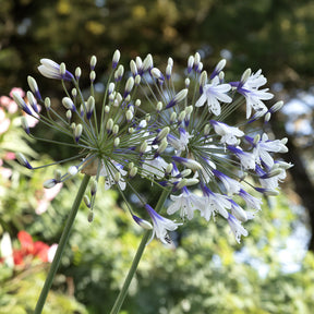 Schmucklilie Twister - Agapanthus Twister - Willemse
