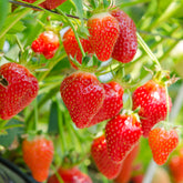 Erdbeere ‘Gariguette’ - Fragaria x ananassa Gariguette - Willemse