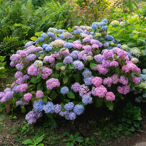 Großblättrige Hortensie - Dreifarbige Bauernhortensie - Hydrangea macrophylla