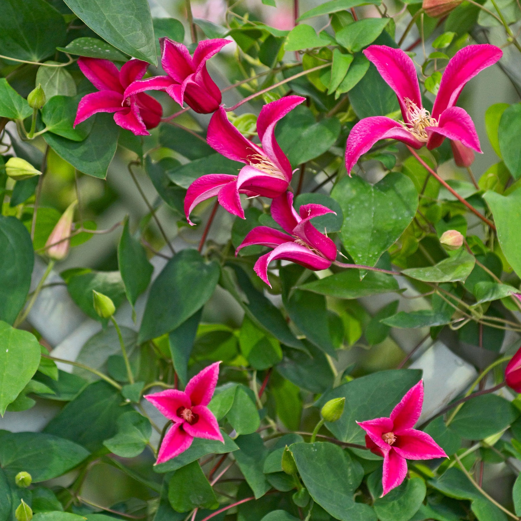 Waldrebe Lady Diana ® - Willemse